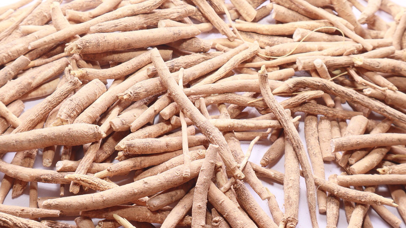 Freshly harvested ashwagandha (Withania somnifera) roots