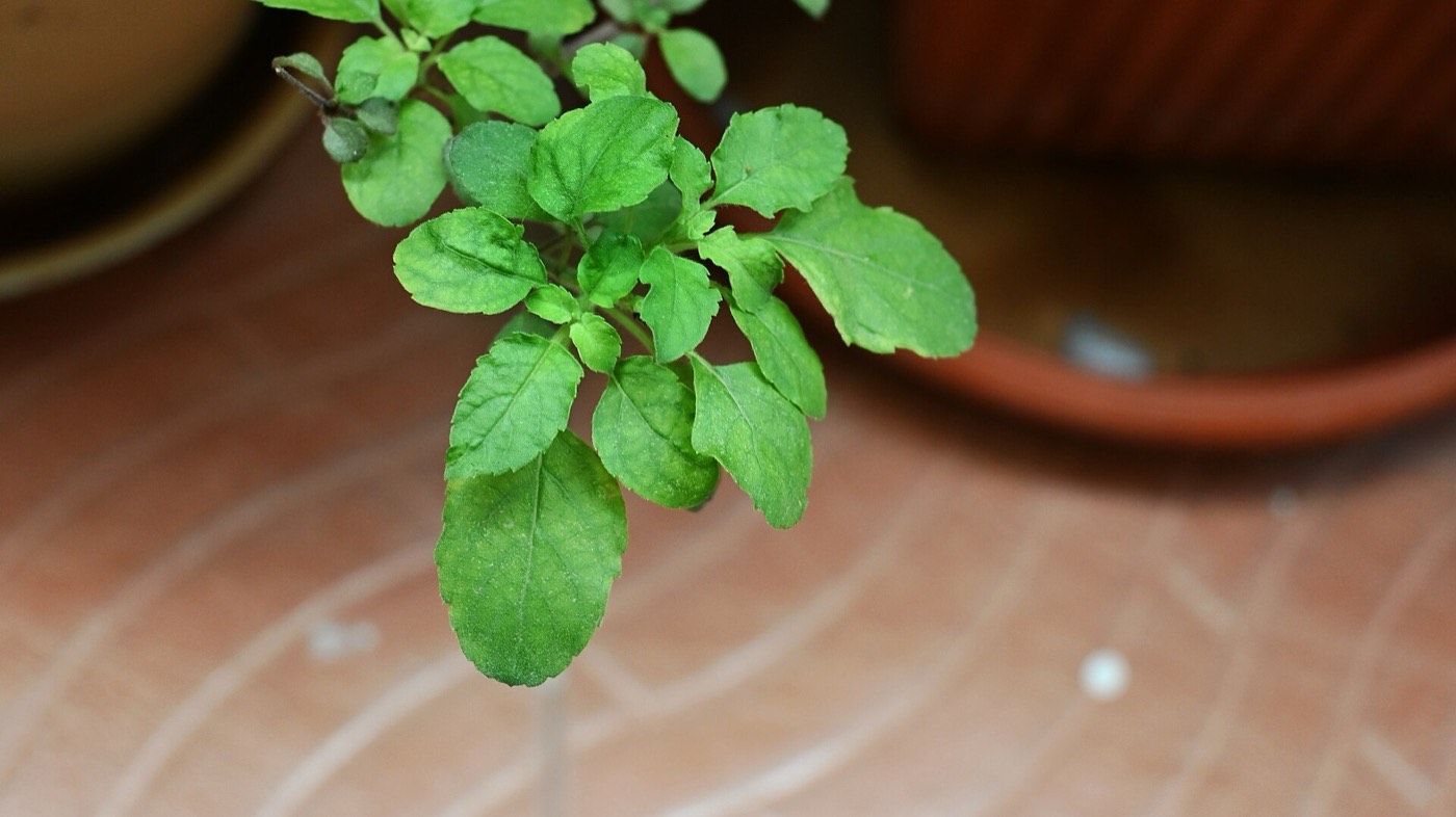 Holy basil (tulsi / Ocimum tenuiflorum) leaves